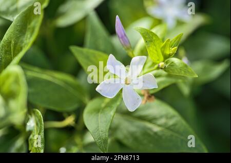 Belle vue rapprochée de fleurs blanches communes de periwinkle (Vinca Apocynaceae) utilisées dans la thérapie chromo pour réduire la colère et l'anxiété, campus universitaire Banque D'Images