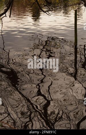 Reflet d'un arbre sans feuilles dans un lac mouvement de l'eau et image déformée Banque D'Images