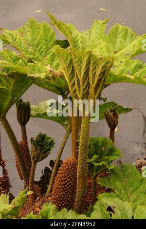 Une image de Gunnera montrant la nouvelle croissance de printemps frais avec des tiges piquantes contre un fond d'eau Banque D'Images