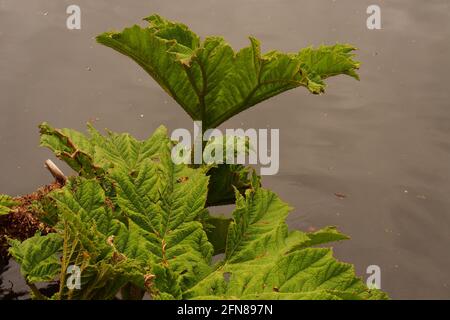 Une image de Gunnera montrant la nouvelle croissance de printemps frais avec des tiges piquantes contre un fond d'eau Banque D'Images