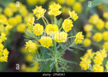 Euphorbia cyparissias, cyprès sphent fleur de printemps gros plan foyer sélectif Banque D'Images