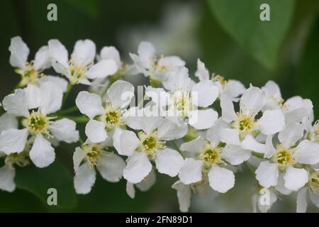 Prunus pavus, cerisier d'oiseau, fleurs de printemps de baie sur les branches gros plan foyer sélectif Banque D'Images