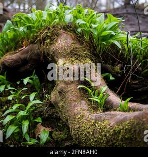 Cracher Ramson pousse d'un arbre tombé Banque D'Images