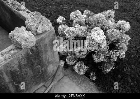 Prise de vue en niveaux de gris d'un arbuste à base d'hortensia panicolé dans le jardin Banque D'Images