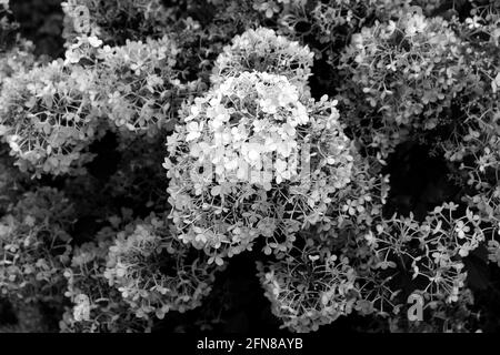 Photo en niveaux de gris de fleurs d'hortensia panicolées qui fleurissent dans le jardin Banque D'Images