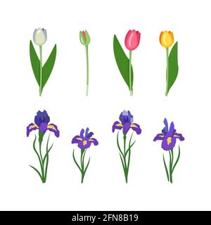 Ensemble de fleurs d'iris et de tulipes. Fleurs de printemps et d'été brillantes avec des feuilles vertes. Décorations de fête et éléments pour cartes, mariages, vacances Illustration de Vecteur