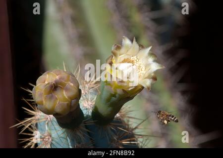 Sydney Australie, fleur crème et bourgeon d'un cactus columnar bleu avec abeille en vol Banque D'Images