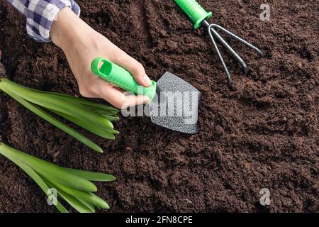 la femme creuse un petit trou avec une pelle pour planter des semis. Mains de femmes avec des plantes vertes dans le sol dans la cour arrière. Vue de dessus. Mise au point douce. Pose à plat Banque D'Images