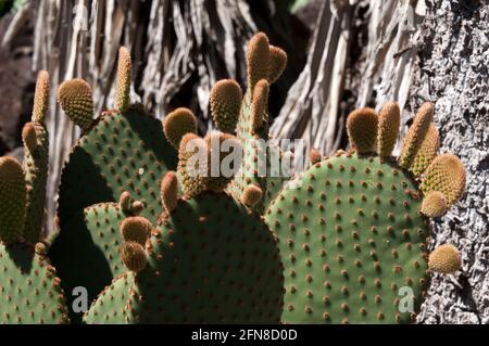 Sydney Australie, nouvelle croissance sur les feuilles d'un cactus d'opuntia rufida Banque D'Images