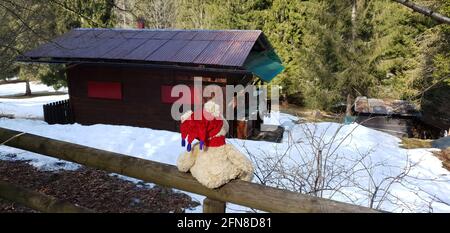 l'ours en peluche regarde la petite maison dans les bois Banque D'Images