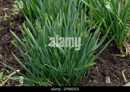 une gousse d'ail dans un lit de jardin. Banque D'Images