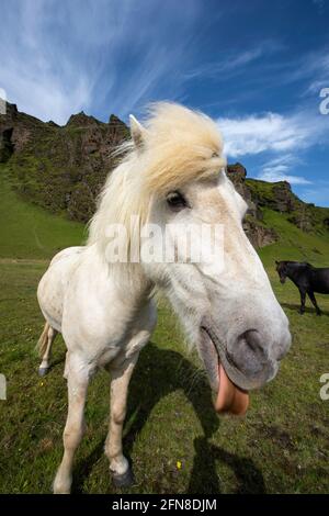 Portrait d'un cheval islandais regardant dans l'appareil photo très proche du photographe Banque D'Images
