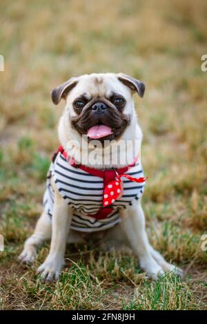 Mops pour chiens. Joli Happy FAT mignon petit chien sur le sol d'herbe verte sous la lumière chaude de soleil d'été faisant drôle de visage Banque D'Images