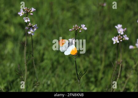 papillon orange dans un pré vert avec des fleurs de coucou Banque D'Images