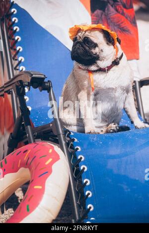 Le chien de race PUG est assis sur une chaise. Banque D'Images