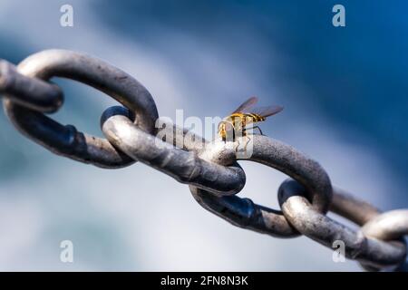 L'aéroglisseur de Syrphus vitripennis. Véritable mouche dans la famille des Syrphidae assis sur la chaîne de fer. Fond bleu ciel avec espace de copie. Concept écologique. Banque D'Images