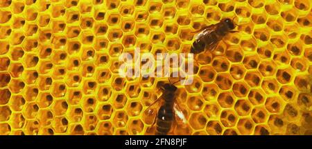 Abeilles en nid d'abeille dans un apiaire. Grande vue panoramique. Travail artistique Banque D'Images