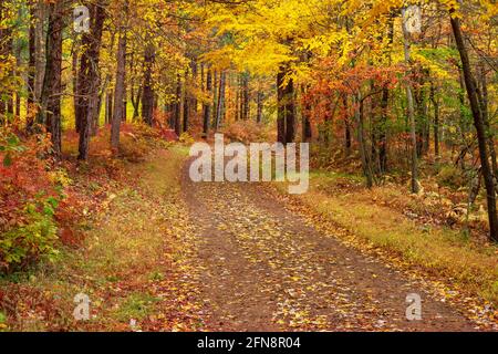 Une route de campagne forestière dans la forêt d'État du Delaware, en Pennsylvanie, dans les montagnes Pocono Banque D'Images