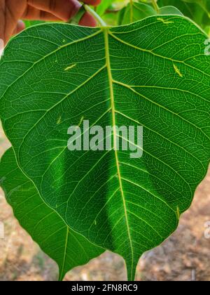 Feuille d'arbre Peepal en fond de flou Nice plante médicinale ficus religiosa Banque D'Images