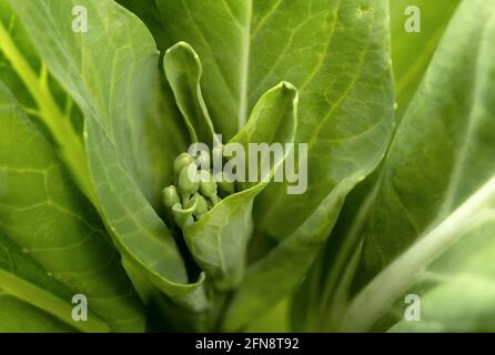 Bok choy vient d'être récolté ou cueilli. Macro des bourgeons de bok choy comestibles avant la floraison. Aussi connu sous le nom de Brassica rapa, pak choi ou pok choi. Banque D'Images