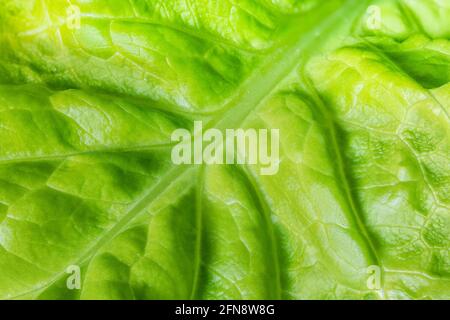 Feuille de laitue, macro. Vue de dessus de la feuille de salade verte et jaune fraîche récoltée, connue sous le nom de Lactuca sativa. Texture de fond de salade ou guérir Banque D'Images
