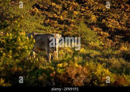 Pedraforca face sud vue de Coll de Jou avec des vaches dans les prés des anciennes mines de Saldes (Berguedà, Catalogne, Espagne, Pyrénées) Banque D'Images