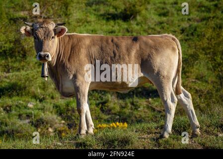 Pedraforca face sud vue de Coll de Jou avec des vaches dans les prés des anciennes mines de Saldes (Berguedà, Catalogne, Espagne, Pyrénées) Banque D'Images