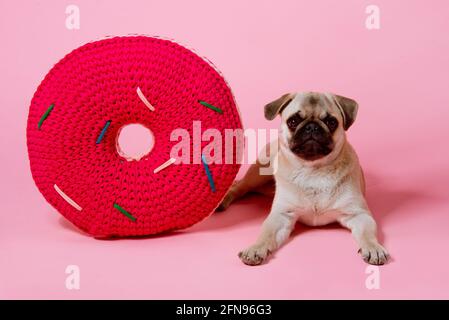 Le chiot PUG repose sur un coussin rond rouge le fond rose Banque D'Images