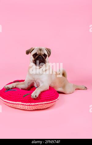 Le chiot PUG repose sur un coussin rond rouge le fond rose Banque D'Images