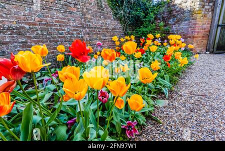 La frontière de tulipes mixtes colorées fleurit au Spring Tulip Festival à Dunsborough Park, Ripley, Surrey, au sud-est de l'Angleterre en avril Banque D'Images