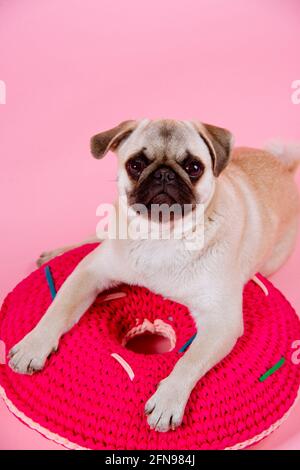 Le chiot PUG repose sur un coussin rond rouge le fond rose Banque D'Images