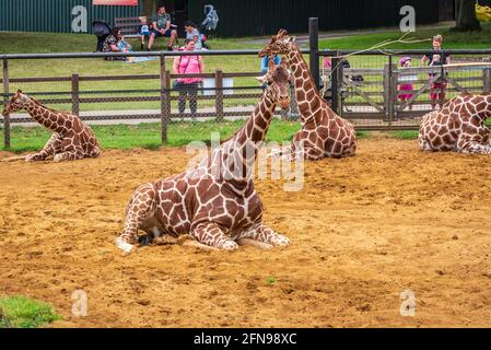 Girafe assis dans l'enceinte du zoo pendant que les visiteurs du zoo regardent Banque D'Images