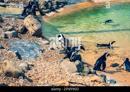 Pingouins dans l'enceinte du zoo se promenant, marchant et nageant Banque D'Images