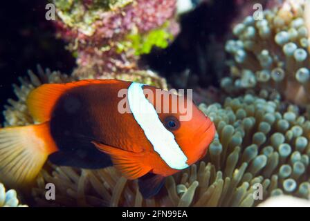 Grand corégone à finale d'orange (Amphiprion chrysopterus), Îles Salomon Banque D'Images