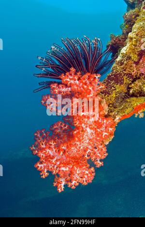 Corail rouge mou et crinoïde noir et jaune à l'épave du Kinugawa Maru, Îles Salomon Banque D'Images