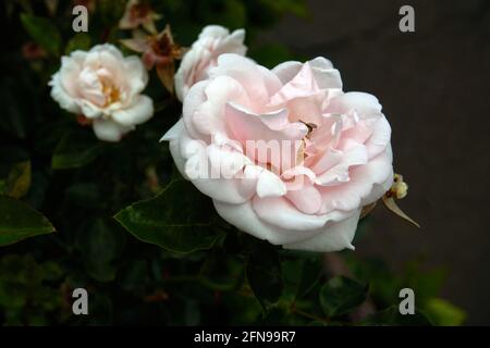 Petites roses blanches buissons fleurir sur la route dans le jardin. Banque D'Images