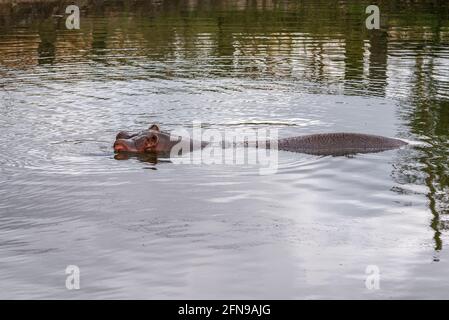 Hippopotame dans l'eau dans l'enceinte du zoo Banque D'Images