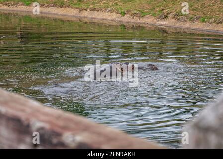 Hippopotame dans l'eau dans l'enceinte du zoo Banque D'Images