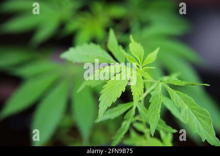 Gros plan de jeunes feuilles de cannabis vertes dans un pot de fleurs Banque D'Images