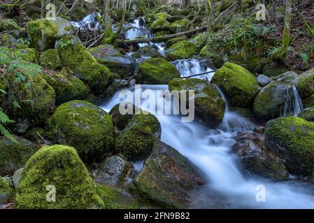 Cascade dans la rivière Toran, dans la vallée de Torán (Vallée d'Aran, Catalogne, Espagne, Pyrénées) ESP: Salto de agua en el río Toran, en el Valle de Torán Banque D'Images