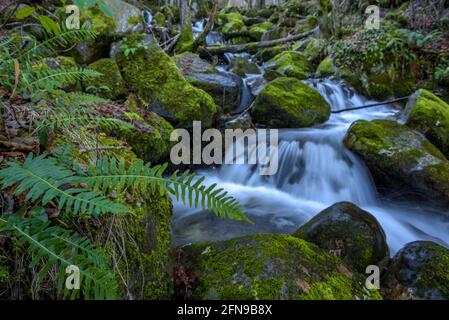 Cascade dans la rivière Toran, dans la vallée de Torán (Vallée d'Aran, Catalogne, Espagne, Pyrénées) ESP: Salto de agua en el río Toran, en el Valle de Torán Banque D'Images