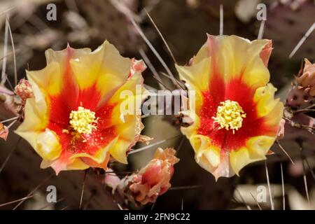 Santa Rita Prickly Pear dans Bloom. L'Arizona Cactus Garden à Stanford, Californie, États-Unis. Banque D'Images