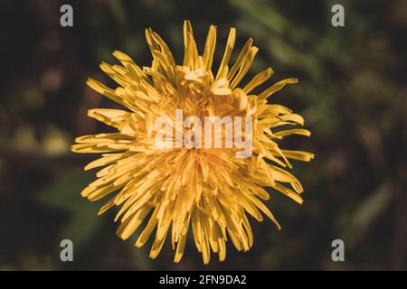 Gros plan sur le chardon-Marie en milieu naturel, Sonchus arvensis, est une espèce de plante à fleurs de la famille des Asteraceae. S. arvensis Banque D'Images