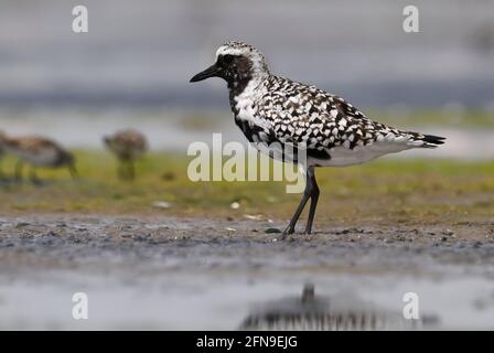 Pluvier à ventre noir (Pluvialis squatarola) mâle dans le plumage reproductrice Banque D'Images