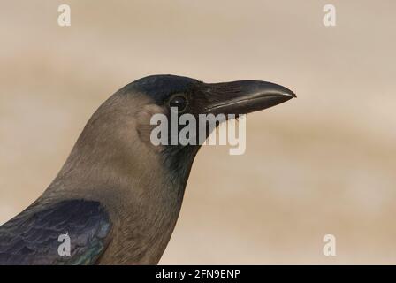 Maison Crow ( Corvus splendens) Banque D'Images