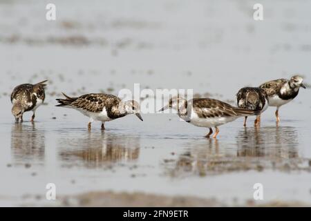 Les turones de Ruddy (Arenaria interprés) se nourrissent dans un groupe Banque D'Images