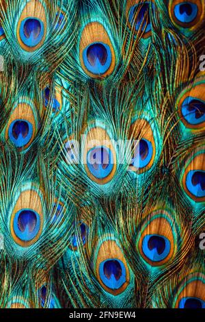 Gros plan sur les plumes de paon colorées Banque D'Images