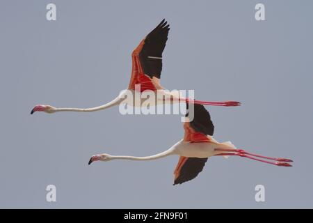 Flamant rose (Phoenicopterus roseus) en vol Banque D'Images