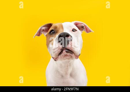 Expression drôle de chien. Ennuyé et affamé American Staffordshire chiot à la recherche. Isolé sur fond jaune Banque D'Images