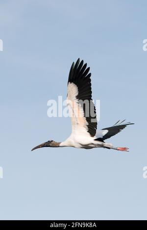 Oiseau de porc en bois à la mouche Banque D'Images
